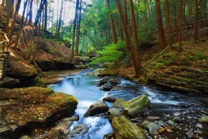 Life In the Woods